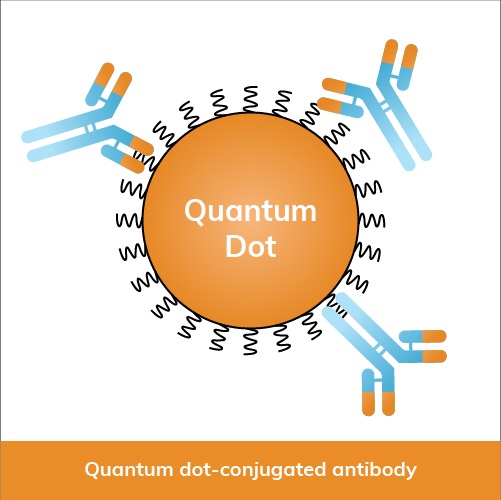 Quantum dot-conjugated antibody